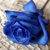 Blue Rose Puzzle