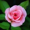 Rose Rose Puzzle