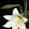 white lily Puzzle