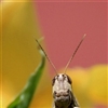 grasshopper Puzzle