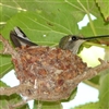 Humming bird nest