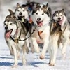 Iditarod Dogs