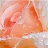 Rose with rain drops Puzzle