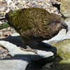 New Zealand Kea