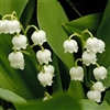 lily of the valley Puzzle