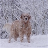 Pooch Playing In Snow Puzzle