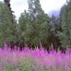 fireweed in bloom Puzzle