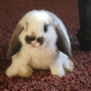 adorable bunny Puzzle