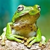 Green Tree Frog Puzzle