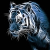 blue tiger Puzzle