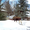 when a moose decides to visit....
