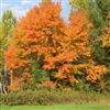 Fall In Minnesota 2011
