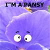 pansy Puzzle