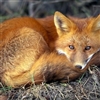 red fox Puzzle