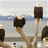 Alaska's Bald Eagles