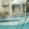 Tiger pool