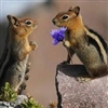 Squirrel love