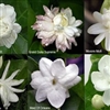 Jasmine varieties