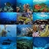 Ocean Life Puzzle