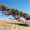 Bristlecone Pine Tree Puzzle