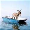 Donkey On Boat