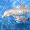 Mom and young dolphin