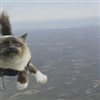 Skydiving cat