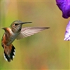 Hummingbird Paradise Puzzle