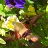 Hummingbird Moth Puzzle