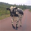 Swedish Mountain Cow