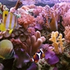 Coral Reef Puzzle