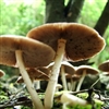 Giant Mushrooms Puzzle