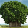 Banyan Tree Puzzle
