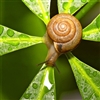 snail green