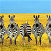 funny zebra