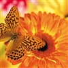 butterfly Puzzle