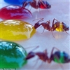 Coloured ants