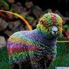 Multi coloured sheep