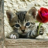 Kitten With Rose