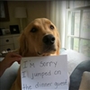 doggy apology