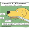 Why Dogs Reject Pills Puzzle