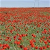 Tulips in the steppes of Kazakhstan