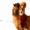 The Icelandic horses
