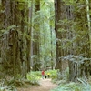Giant Redwoods Puzzle