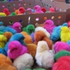 Colorful Chicks Puzzle