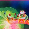 Frogs Puzzle
