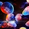 Colorful Jellyfish Puzzle