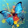 colorful butterfly~