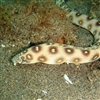 Serpentine Dore Sharptail eel Puzzle