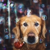 Bubbles Puzzle